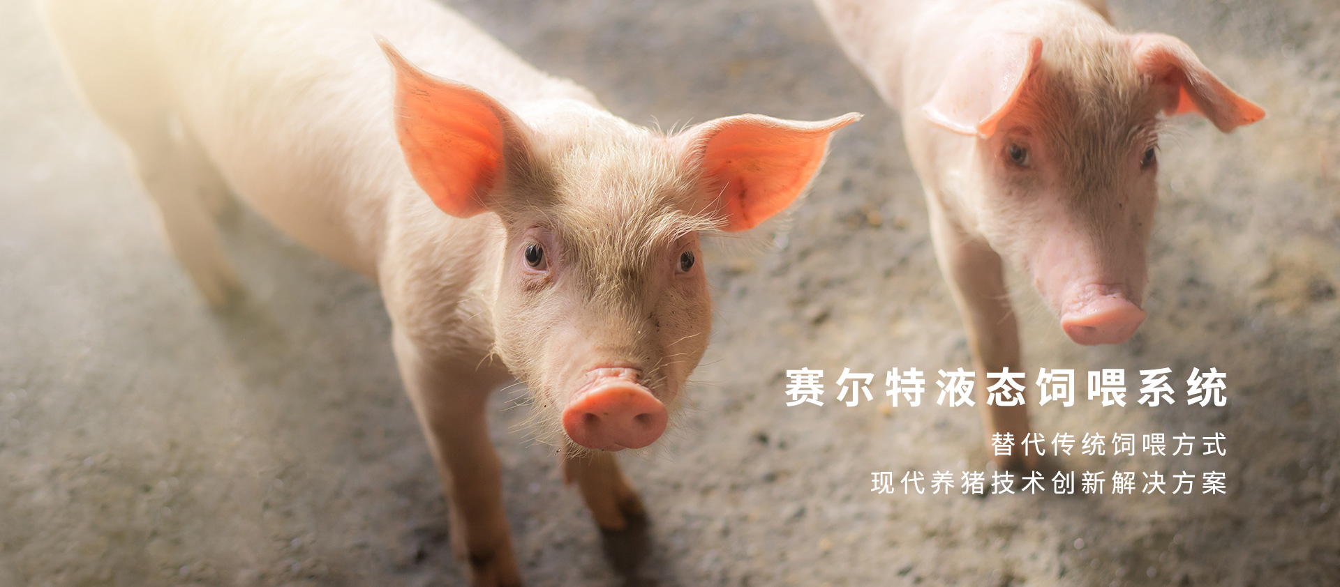 赛尔特自动化
