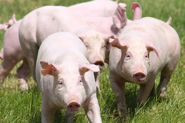 2025年9月第1周：生猪、猪肉价格环比上涨，仔猪价格环比下跌，饲料产品价格环比持平